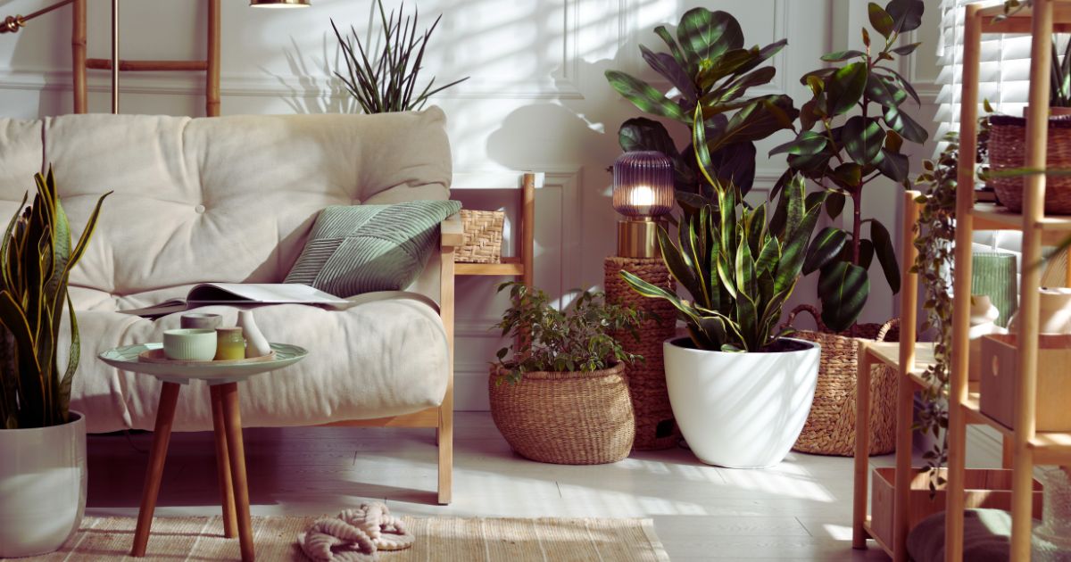 How Houseplants Boost Your Mood