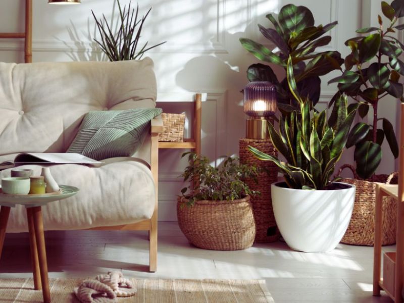 How Houseplants Boost Your&nbsp;Mood