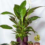 A lush peace lily with large green leaves and white blooms in a purple pot, surrounded by smaller potted plants on a light background. Calm, natural vibe.