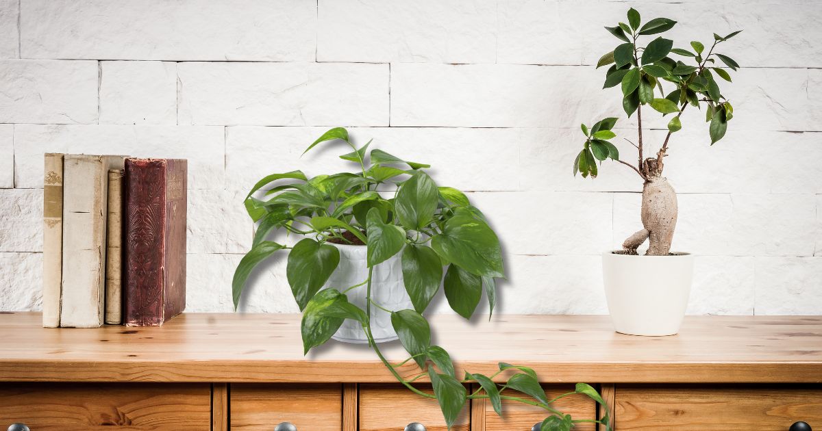 Plant of the Month:&nbsp;March