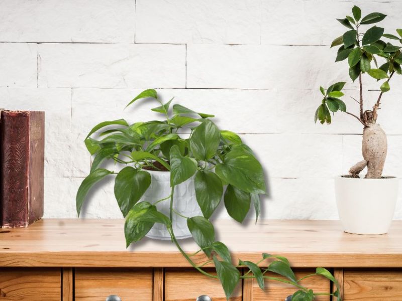 Plant of the Month:&nbsp;March