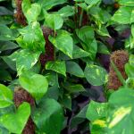 Lush green pothos plants climbing up moss sticks