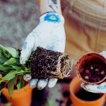 A person wearing gloves holds a small plant with roots exposed, next to an empty pot. The scene suggests gardening or planting. Earthy tones convey a calm, nurturing vibe.