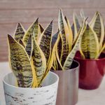 Three potted snake plants in white, silver, and red pots are lined up on a light surface. The plants have vibrant green and yellow variegated leaves.