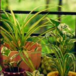 A collection of spider plants and other houseplants with vibrant green leaves sits on a balcony railing, set against a blurred, lush green background, conveying a serene, refreshing tone.