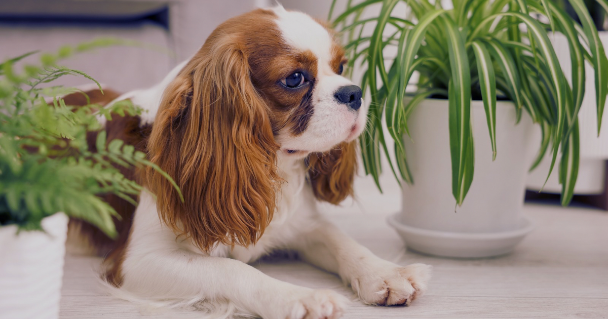 8 Pet-Safe Plants for Your Home (Non-Toxic for Cats & Dogs)