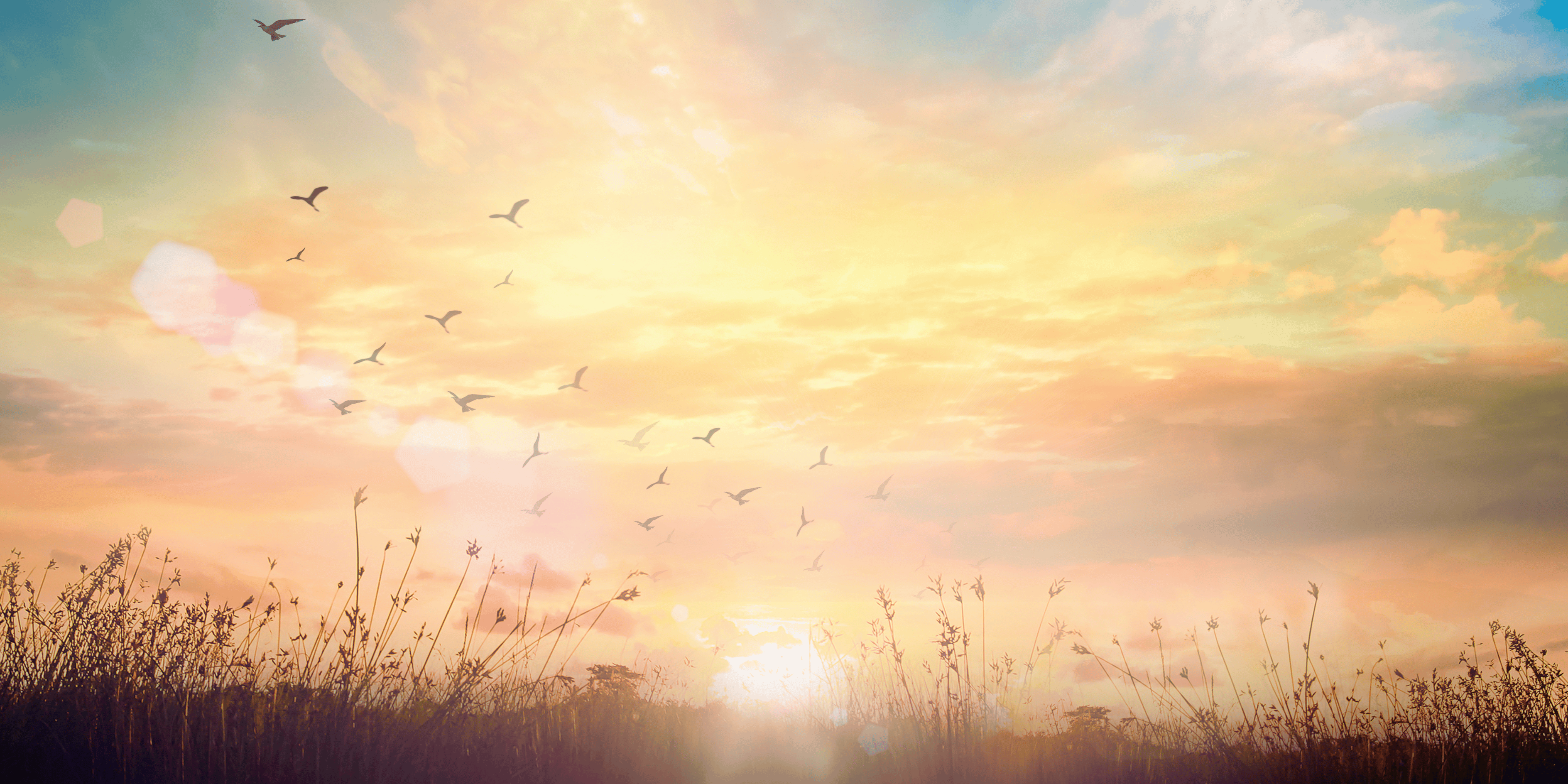 Alt text: A warm sunset over an open field with birds flying in silhouette.